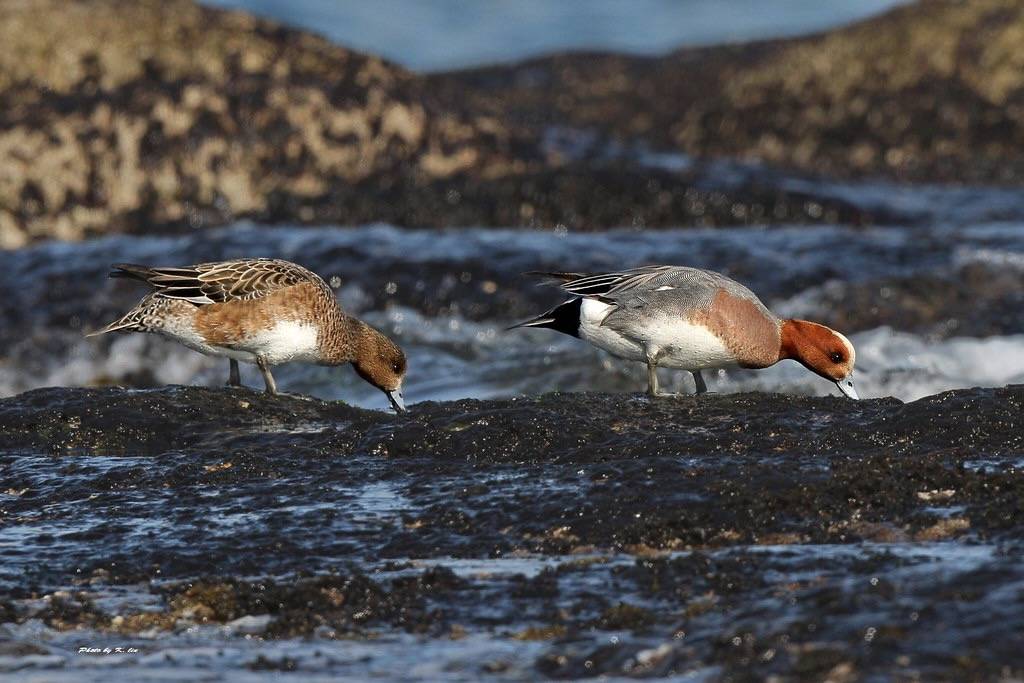赤頸鴨 Eurasian Wigeon by Hiyashi Haka is licensed under CC BY-NC-SA 2.0.